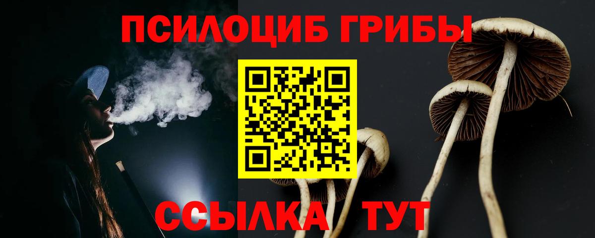 Галлюциногенные грибы Psilocybe Дмитров